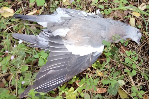 Как зайти на кракен с телефона андроид